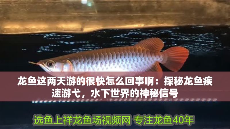 龍魚這兩天游的很快怎么回事啊：探秘龍魚疾速游弋，水下世界的神秘信號