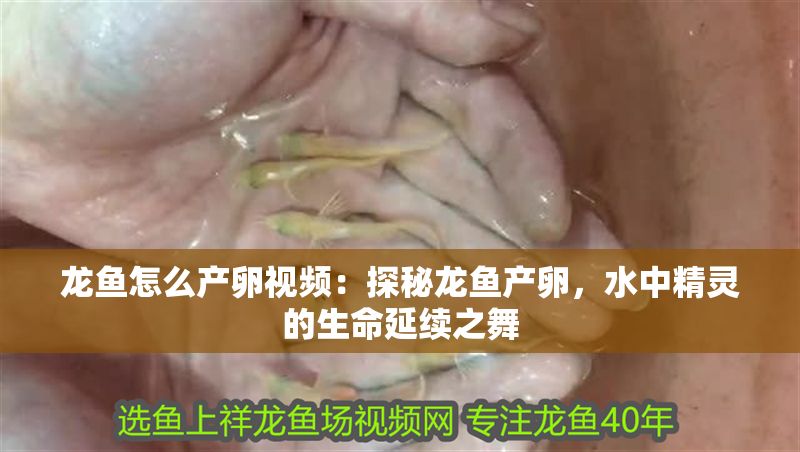 龍魚怎么產卵視頻：探秘龍魚產卵，水中精靈的生命延續之舞