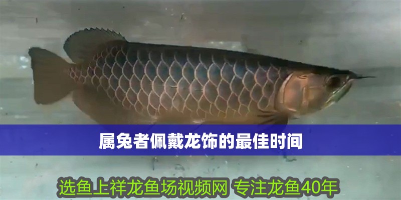 屬兔者佩戴龍飾的最佳時(shí)間