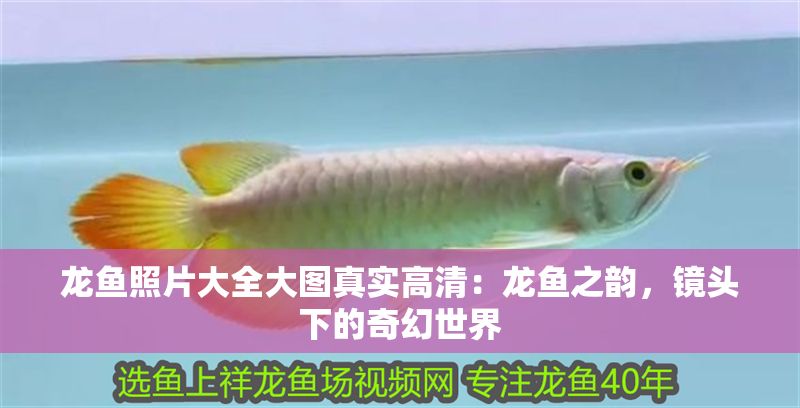 龍魚照片大全大圖真實高清：龍魚之韻，鏡頭下的奇幻世界