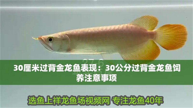 30厘米過(guò)背金龍魚表現(xiàn)：30公分過(guò)背金龍魚飼養(yǎng)注意事項(xiàng)
