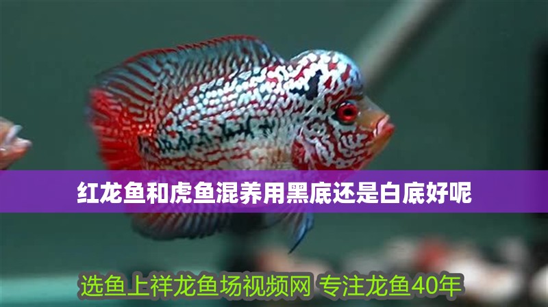 紅龍魚和虎魚混養用黑底還是白底好呢