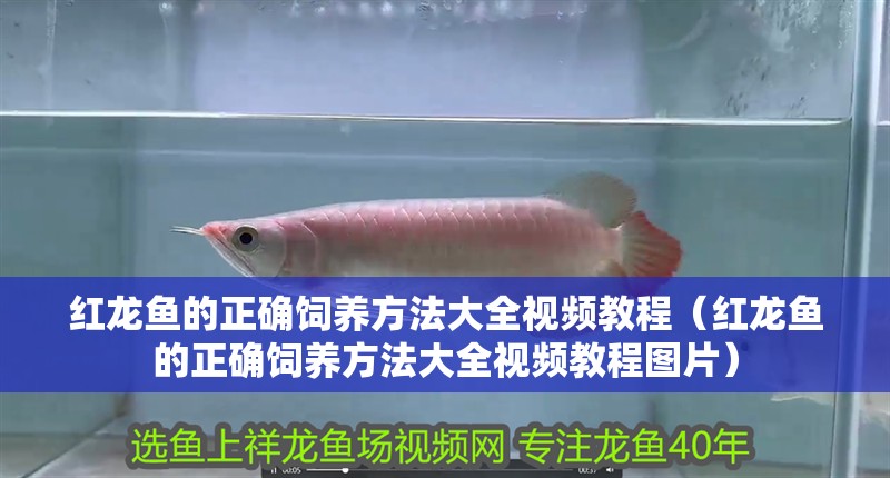 龍魚掉眼手術(shù)教程圖片