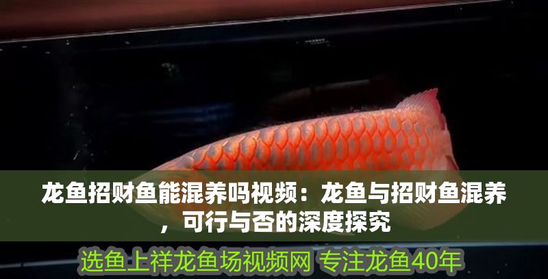 龍魚招財魚能混養嗎視頻：龍魚與招財魚混養，可行與否的深度探究