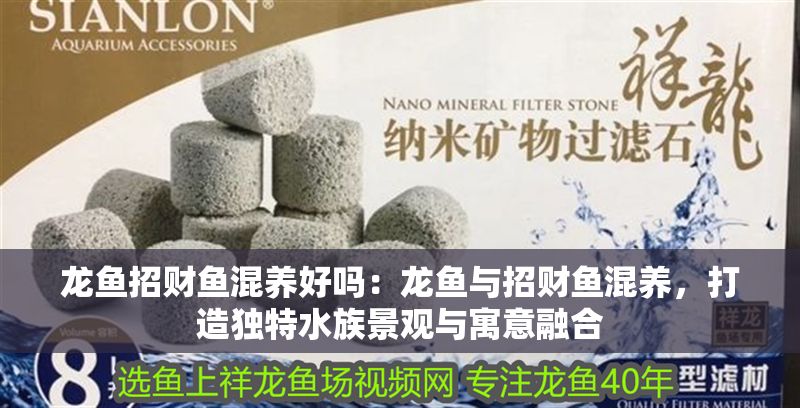 龍魚(yú)招財(cái)魚(yú)混養(yǎng)好嗎：龍魚(yú)與招財(cái)魚(yú)混養(yǎng)，打造獨(dú)特水族景觀與寓意融合