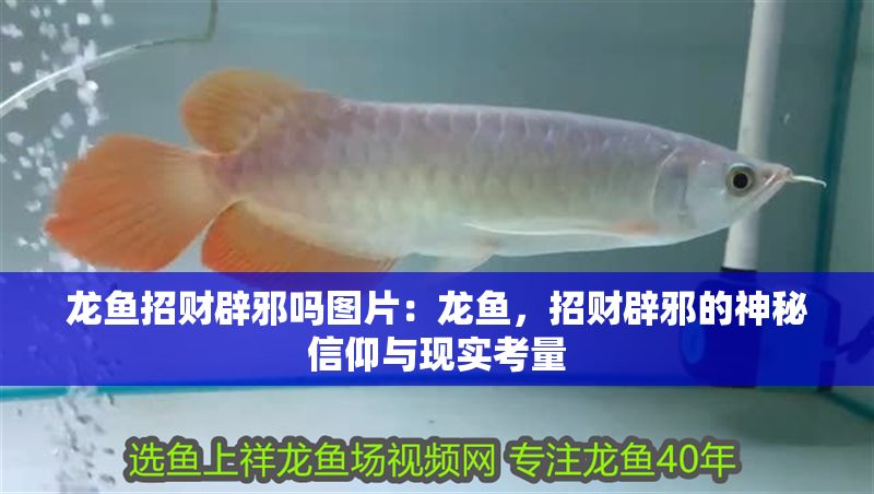 龍魚招財辟邪嗎圖片：龍魚，招財辟邪的神秘信仰與現實考量