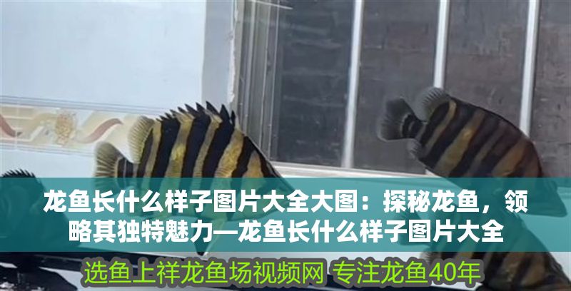 龍魚長什么樣子圖片大全大圖：探秘龍魚，領(lǐng)略其獨特魅力—龍魚長什么樣子圖片大全
