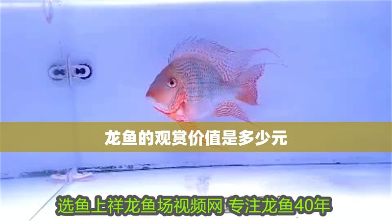 龍魚的觀賞價(jià)值是多少元