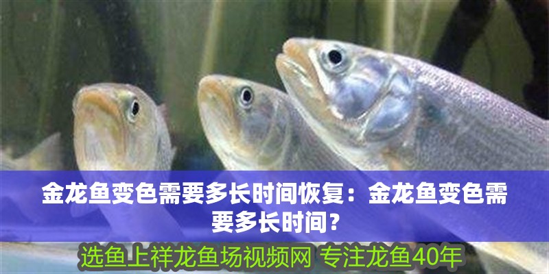 金龍魚變色需要多長時間恢復：金龍魚變色需要多長時間？