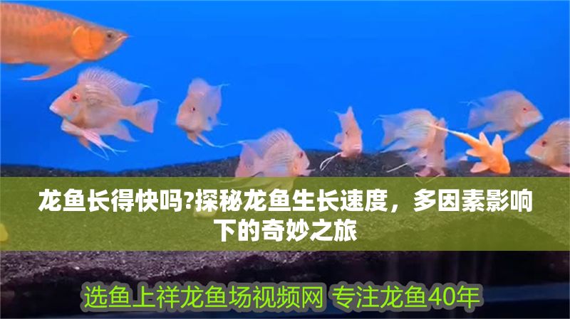 龍魚長得快嗎?探秘龍魚生長速度，多因素影響下的奇妙之旅