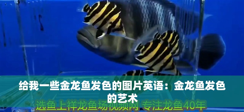 給我一些金龍魚發色的圖片英語：金龍魚發色的藝術