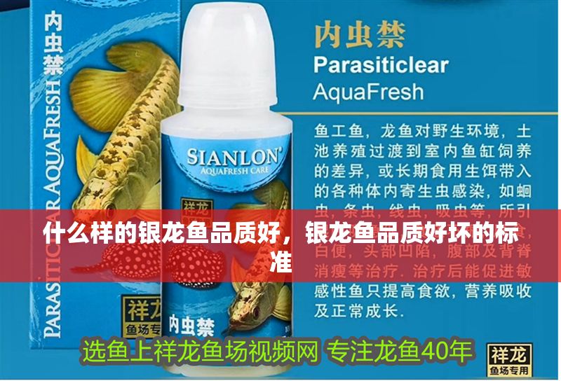 什么樣的銀龍魚品質好，銀龍魚品質好壞的標準