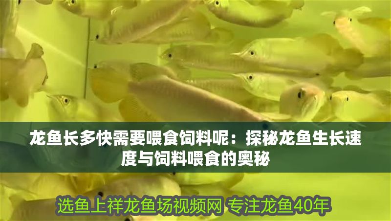 龍魚長多快需要喂食飼料呢：探秘龍魚生長速度與飼料喂食的奧秘
