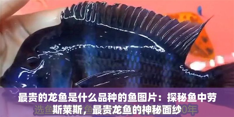 最貴的龍魚是什么品種的魚圖片：探秘魚中勞斯萊斯，最貴龍魚的神秘面紗