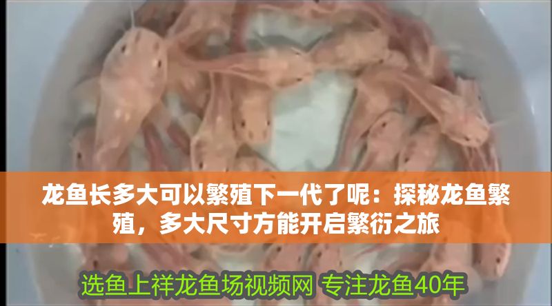 龍魚長多大可以繁殖下一代了呢：探秘龍魚繁殖，多大尺寸方能開啟繁衍之旅