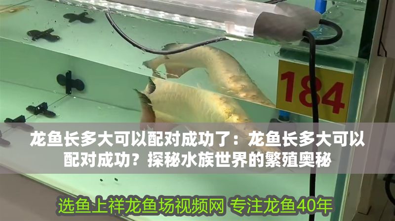 龍魚長多大可以配對成功了：龍魚長多大可以配對成功？探秘水族世界的繁殖奧秘