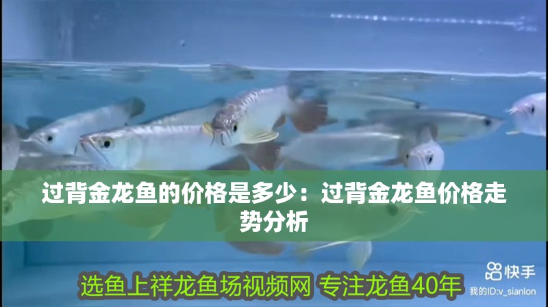 過背金龍魚的價格是多少：過背金龍魚價格走勢分析
