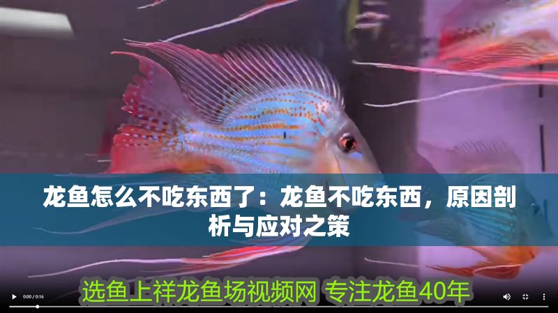 龍魚怎么不吃東西了：龍魚不吃東西，原因剖析與應對之策