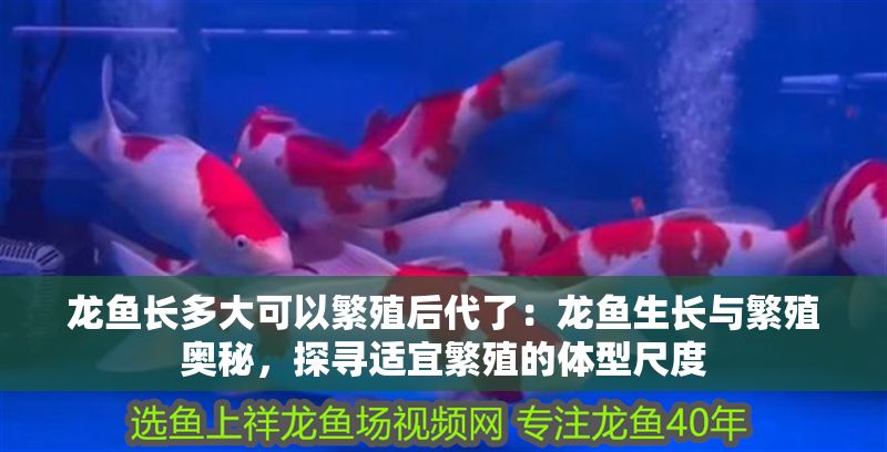 龍魚長多大可以繁殖后代了：龍魚生長與繁殖奧秘，探尋適宜繁殖的體型尺度