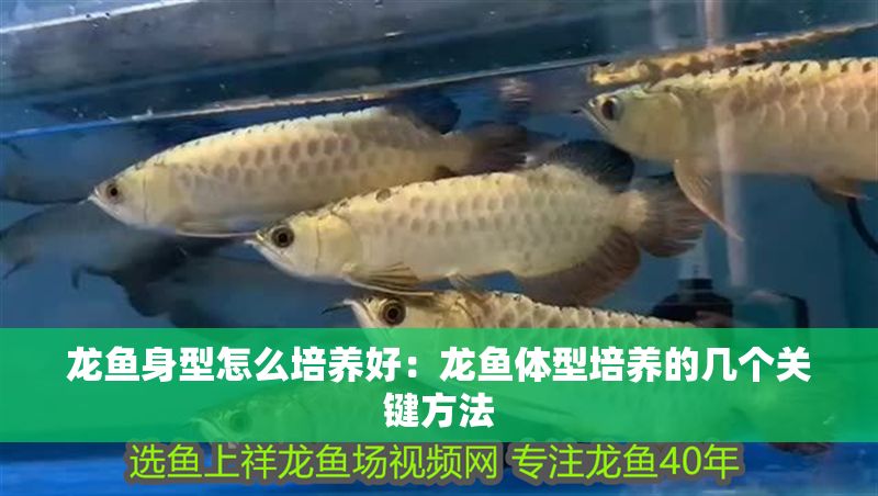 龍魚身型怎么培養好：龍魚體型培養的幾個關鍵方法