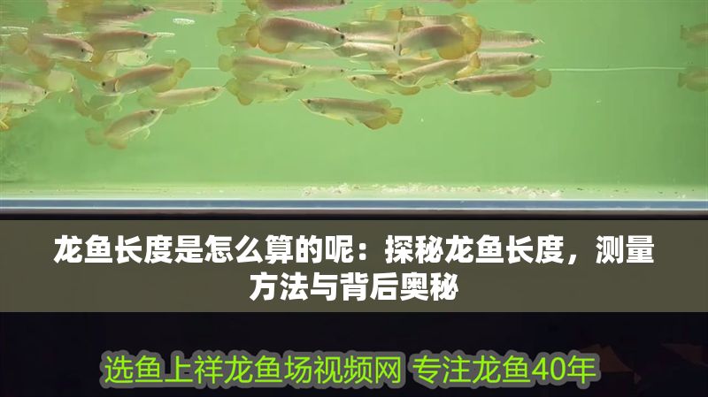 龍魚長度是怎么算的呢：探秘龍魚長度，測(cè)量方法與背后奧秘