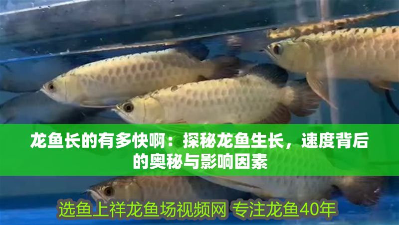 龍魚長的有多快?。禾矫佚堲~生長，速度背后的奧秘與影響因素