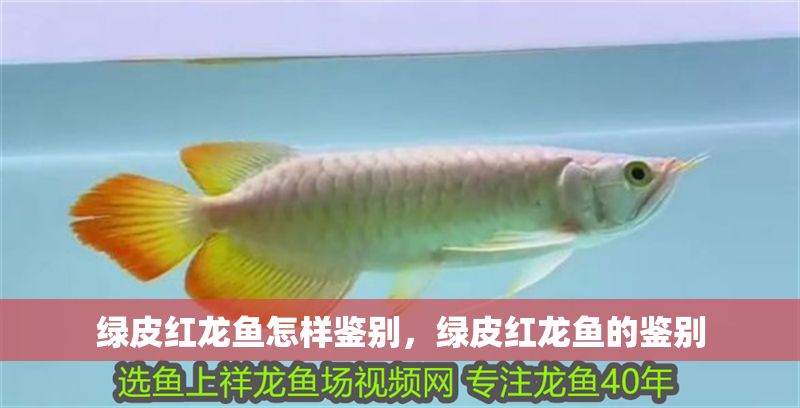 綠皮紅龍魚怎樣鑒別，綠皮紅龍魚的鑒別