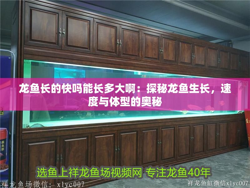 龍魚長的快嗎能長多大啊：探秘龍魚生長，速度與體型的奧秘