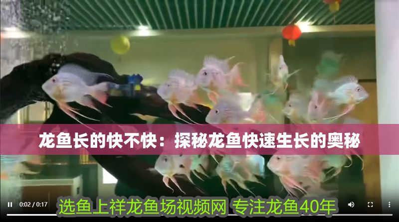 龍魚長的快不快：探秘龍魚快速生長的奧秘