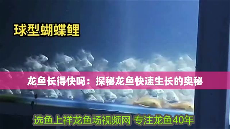 龍魚長得快嗎：探秘龍魚快速生長的奧秘