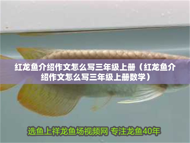 紅龍魚介紹作文怎么寫三年級上冊（紅龍魚介紹作文怎么寫三年級上冊數(shù)學(xué)）
