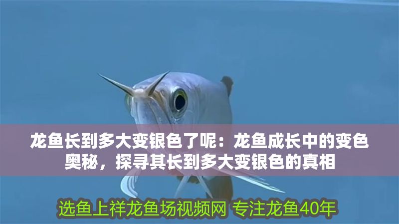 龍魚長到多大變銀色了呢：龍魚成長中的變色奧秘，探尋其長到多大變銀色的真相