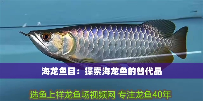海龍魚目：探索海龍魚的替代品