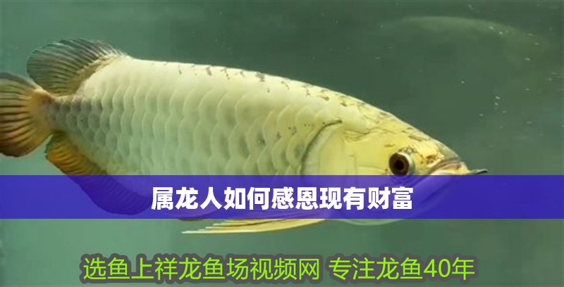 屬龍人如何感恩現有財富