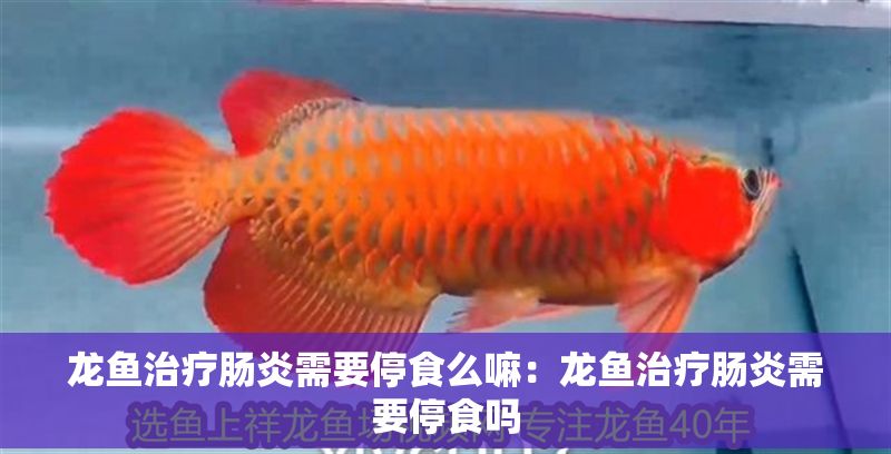 龍魚治療腸炎需要停食么嘛：龍魚治療腸炎需要停食嗎