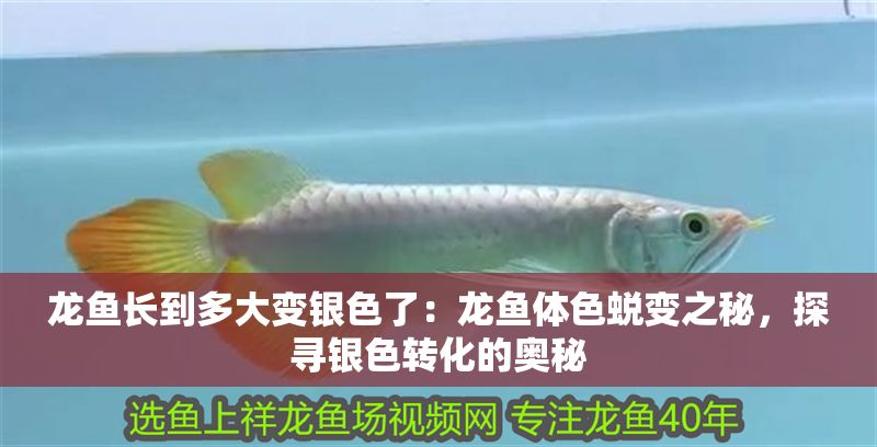龍魚長到多大變銀色了：龍魚體色蛻變之秘，探尋銀色轉(zhuǎn)化的奧秘