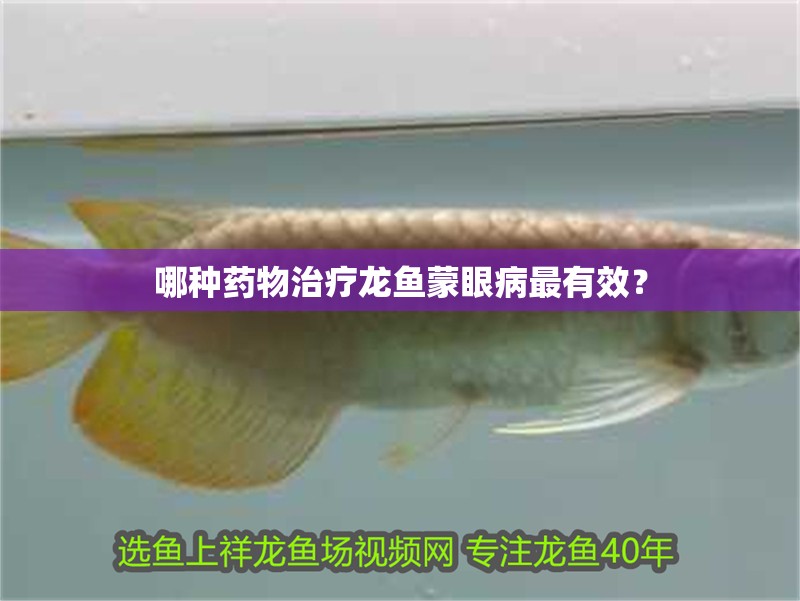 哪種藥物治療龍魚蒙眼病最有效？