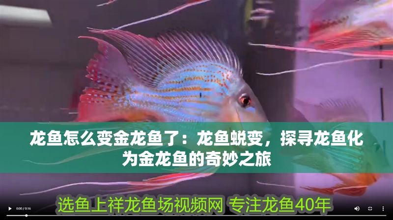 龍魚怎么變金龍魚了：龍魚蛻變，探尋龍魚化為金龍魚的奇妙之旅