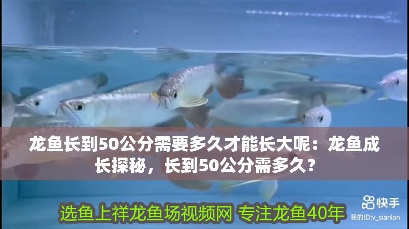 龍魚長到50公分需要多久才能長大呢：龍魚成長探秘，長到50公分需多久？