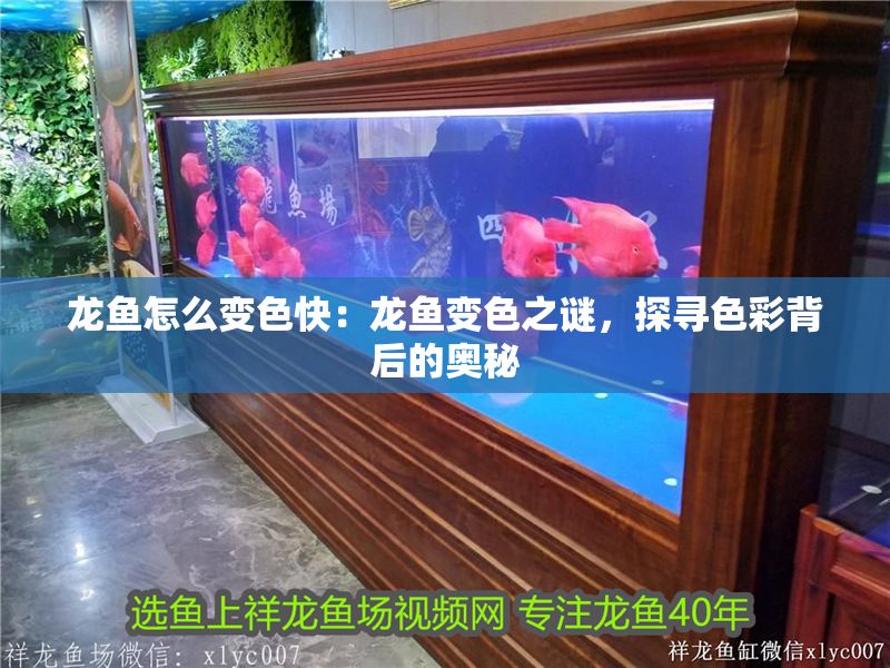 龍魚怎么變色快：龍魚變色之謎，探尋色彩背后的奧秘