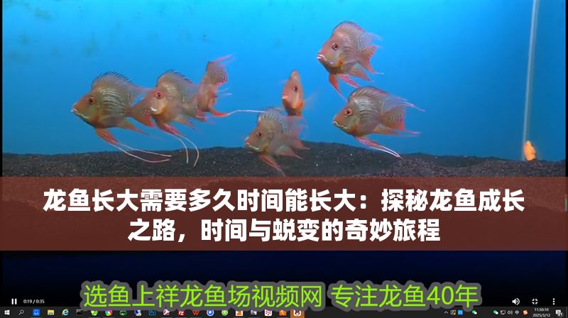 龍魚長大需要多久時間能長大：探秘龍魚成長之路，時間與蛻變的奇妙旅程