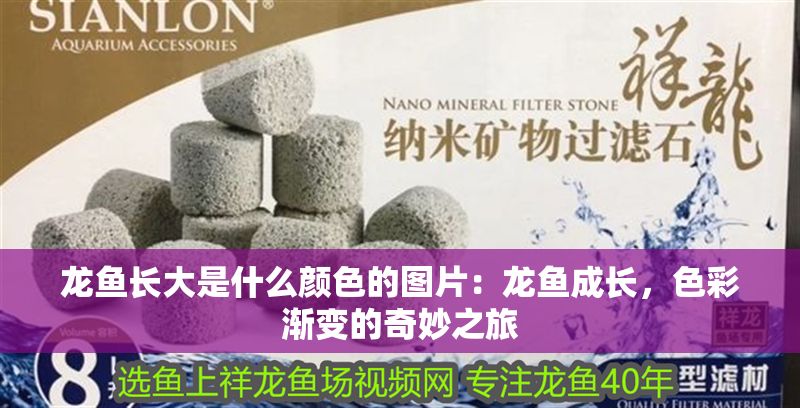 龍魚長大是什么顏色的圖片：龍魚成長，色彩漸變的奇妙之旅
