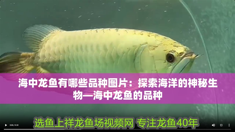 海中龍魚有哪些品種圖片：探索海洋的神秘生物—海中龍魚的品種