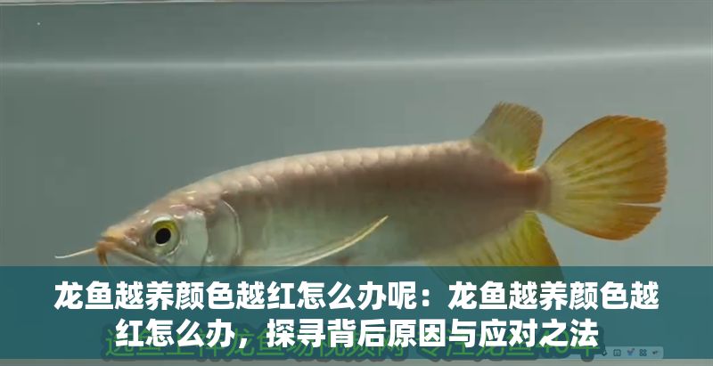 龍魚越養顏色越紅怎么辦呢：龍魚越養顏色越紅怎么辦，探尋背后原因與應對之法