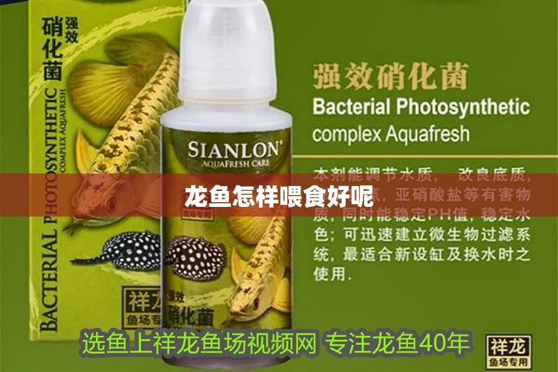 龍魚怎樣喂食好呢