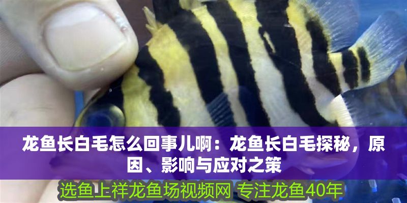 龍魚(yú)長(zhǎng)白毛怎么回事兒啊：龍魚(yú)長(zhǎng)白毛探秘，原因、影響與應(yīng)對(duì)之策