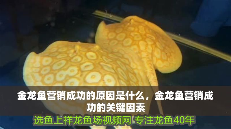 金龍魚營銷成功的原因是什么，金龍魚營銷成功的關鍵因素