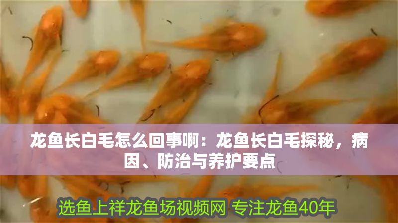 龍魚長白毛怎么回事啊：龍魚長白毛探秘，病因、防治與養(yǎng)護(hù)要點(diǎn)