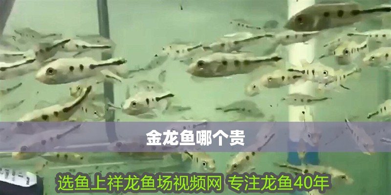 金龍魚哪個貴