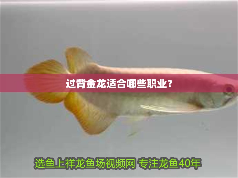 過背金龍適合哪些職業(yè)？